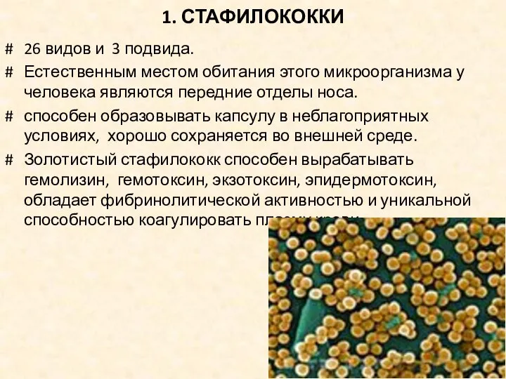 1. СТАФИЛОКОККИ 26 видов и 3 подвида. Естественным местом обитания этого