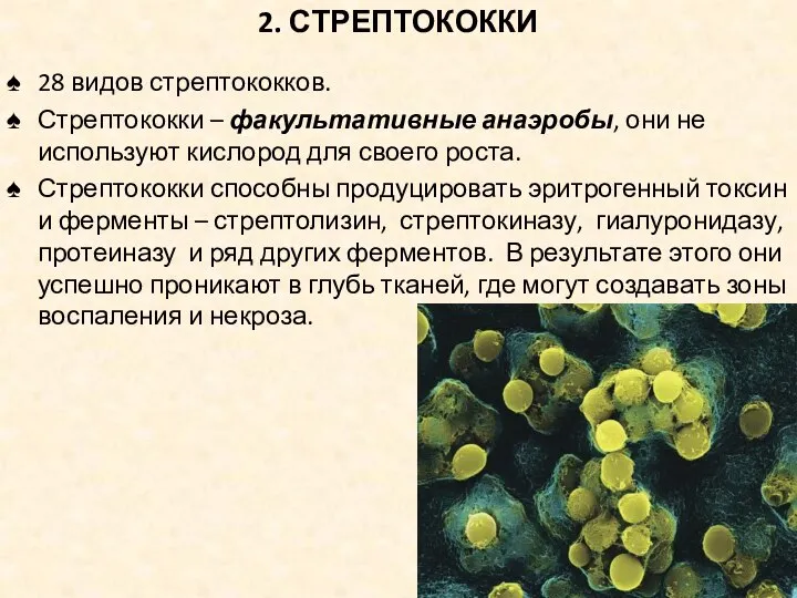 2. СТРЕПТОКОККИ 28 видов стрептококков. Стрептококки – факультативные анаэробы, они не