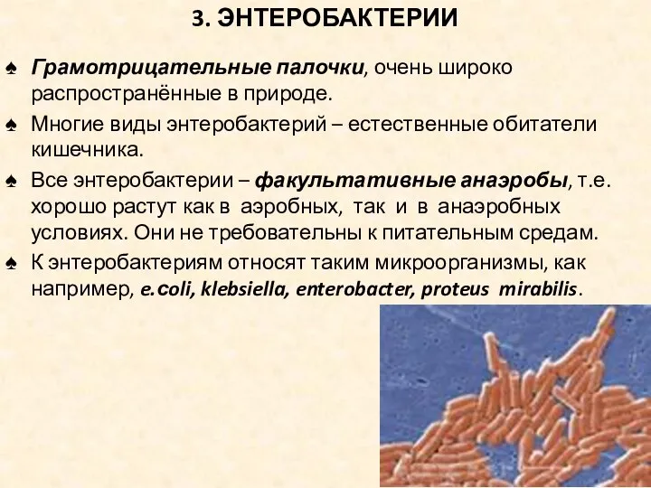 3. ЭНТЕРОБАКТЕРИИ Грамотрицательные палочки, очень широко распространённые в природе. Многие виды