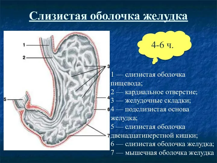 Слизистая оболочка желудка 1 — слизистая оболочка пищевода; 2 — кардиальное