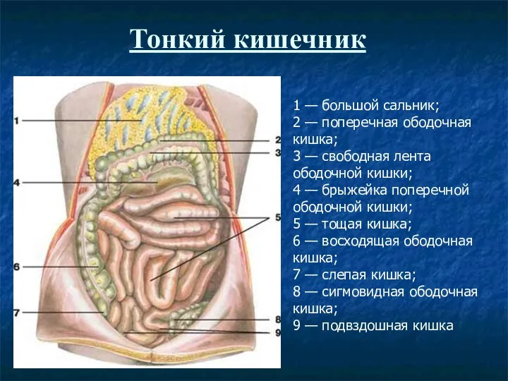 Тонкий кишечник 1 — большой сальник; 2 — поперечная ободочная кишка;