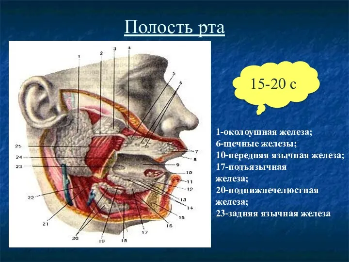 Полость рта 1-околоушная железа; 6-щечные железы; 10-передняя язычная железа; 17-подъязычная железа;