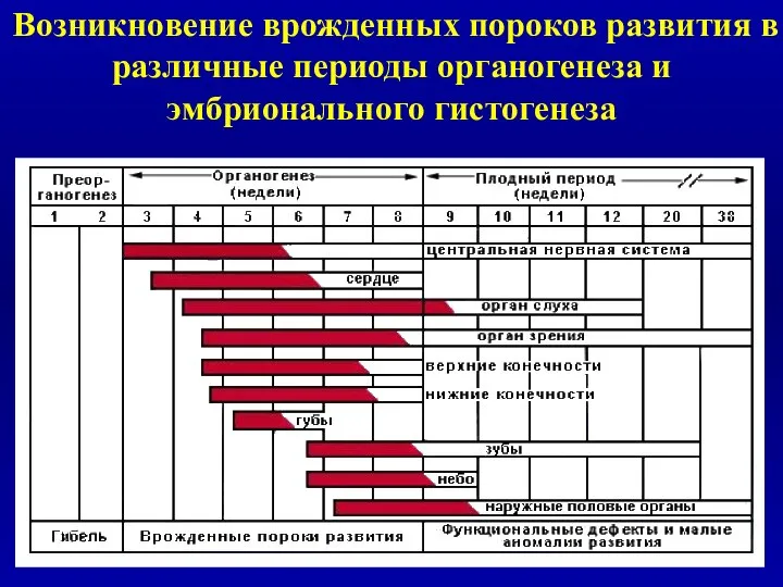 Возникновение врожденных пороков развития в различные периоды органогенеза и эмбрионального гистогенеза