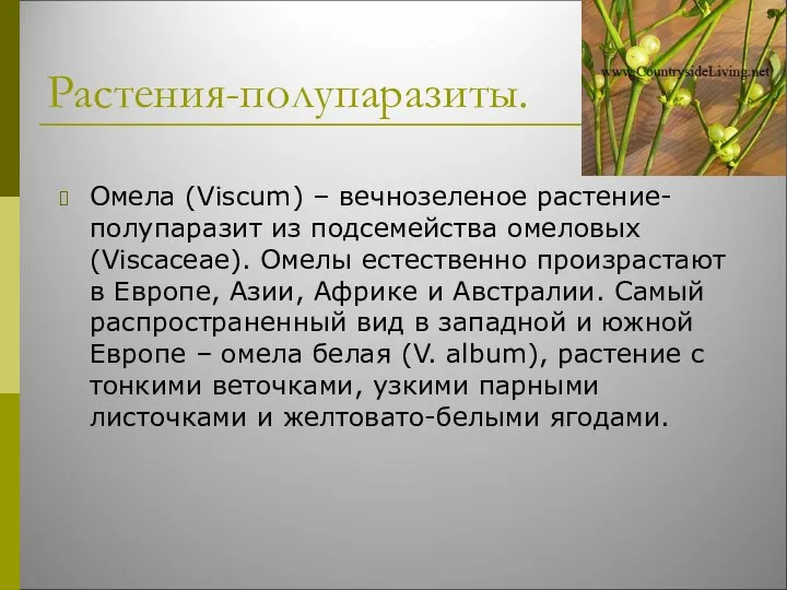 Растения-полупаразиты. Омела (Viscum) – вечнозеленое растение-полупаразит из подсемейства омеловых (Viscaceae). Омелы