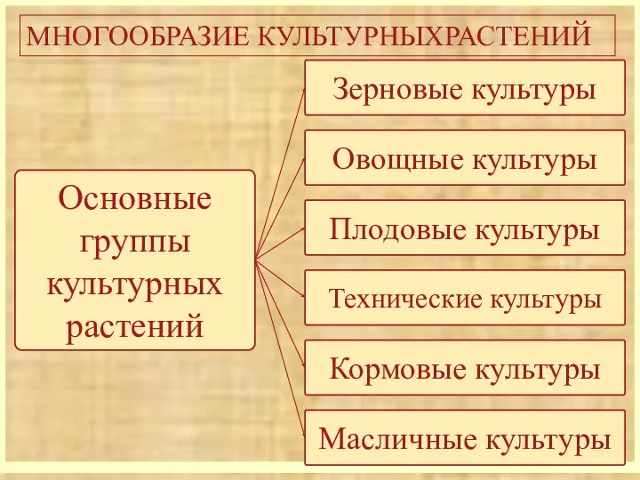 МНОГООБРАЗИЕ КУЛЬТУРНЫХРАСТЕНИЙ Основные группы культурных растений Овощные культуры Зерновые культуры Плодовые