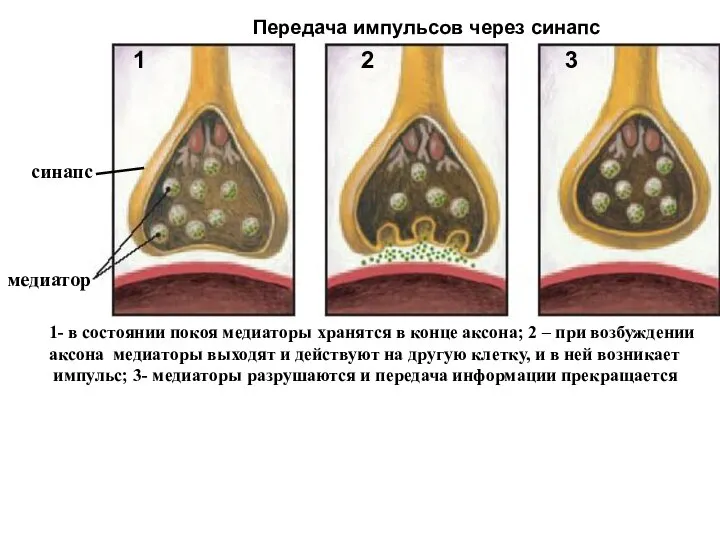 3 1 2 медиатор Передача импульсов через синапс 1- в состоянии