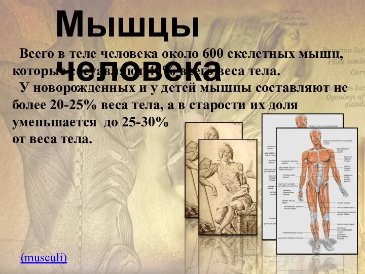 Мышцы человека Всего в теле человека около 600 скелетных мышц, которые