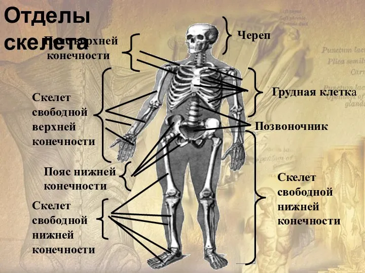 Пояс верхней конечности Скелет свободной верхней конечности Череп Грудная клетка Позвоночник