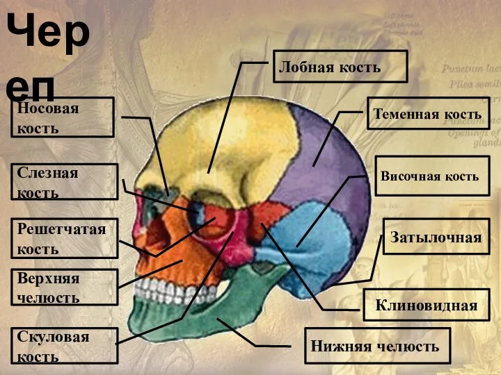 Лобная кость Череп Теменная кость Височная кость Нижняя челюсть Скуловая кость