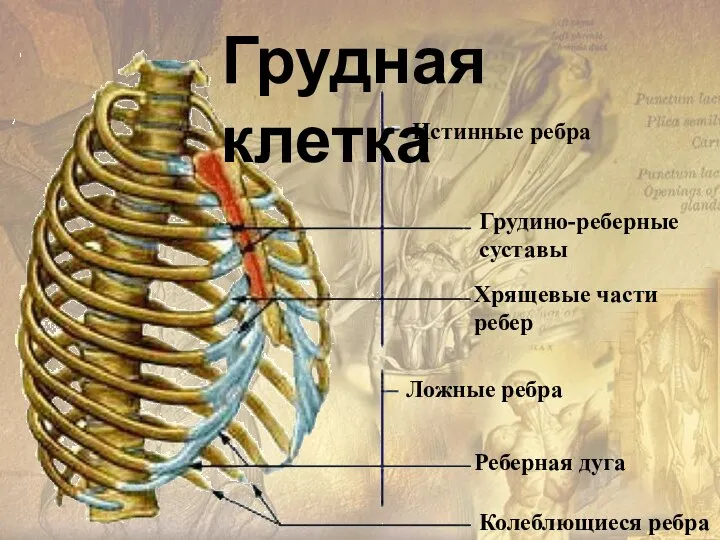 Истинные ребра Грудино-реберные суставы Хрящевые части ребер Ложные ребра Реберная дуга Колеблющиеся ребра Грудная клетка