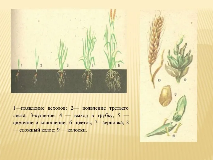 1—появление всходов; 2— появление третьего листа; 3-кущение; 4 — выход в