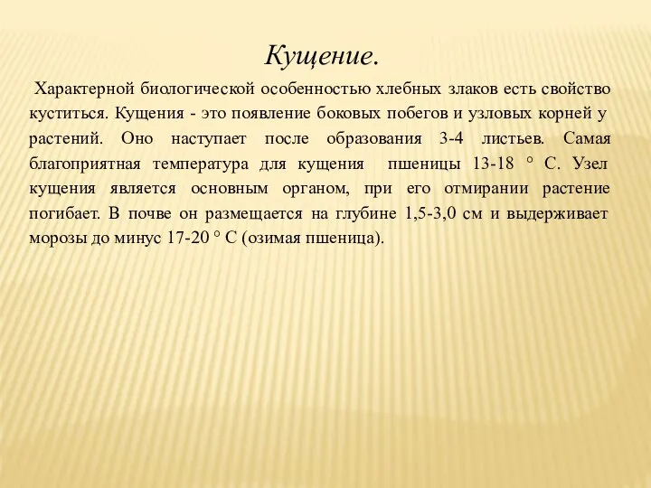 Кущение. Характерной биологической особенностью хлебных злаков есть свойство куститься. Кущения -