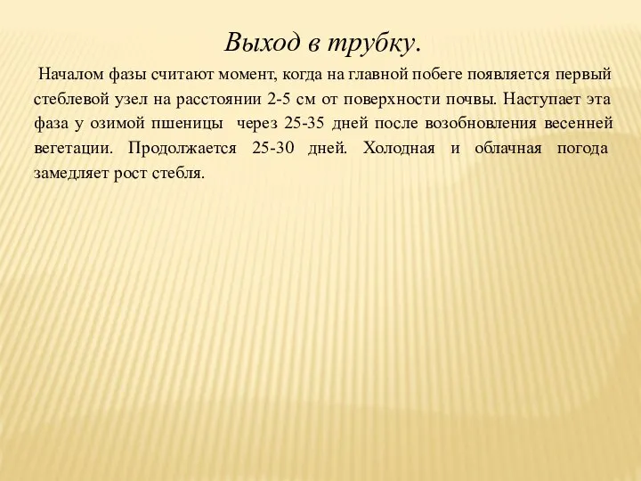 Выход в трубку. Началом фазы считают момент, когда на главной побеге