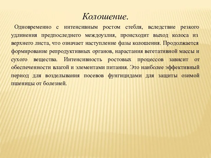 Колошение. Одновременно с интенсивным ростом стебля, вследствие резкого удлинения предпоследнего междоузлия,