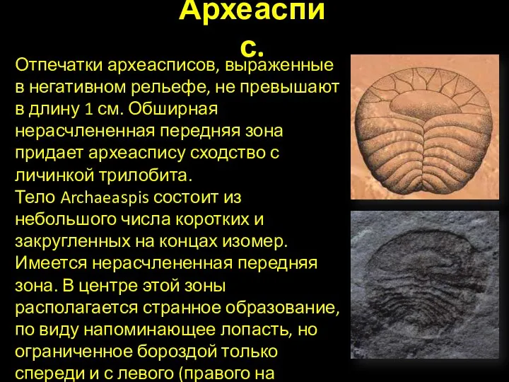 Археаспис. Отпечатки археасписов, выраженные в негативном рельефе, не превышают в длину