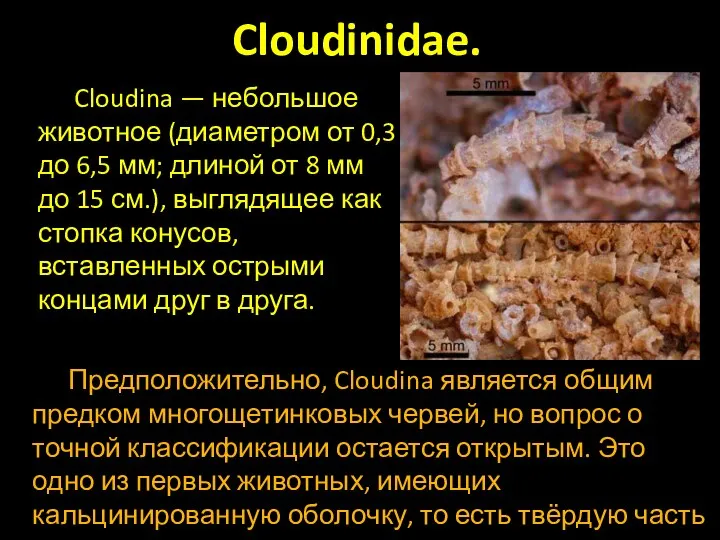 Cloudinidae. Cloudina — небольшое животное (диаметром от 0,3 до 6,5 мм;