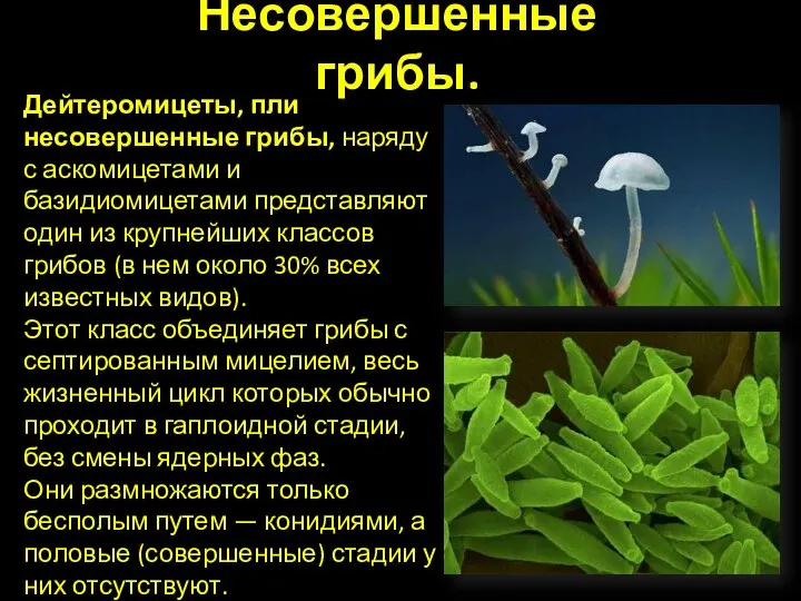 Несовершенные грибы. Дейтеромицеты, пли несовершенные грибы, наряду с аскомицетами и базидиомицетами