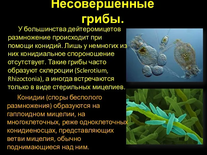 Несовершенные грибы. Конидии (споры бесполого размножения) образуются на гаплоидном мицелии, на