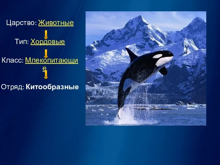 Царство: Животные Тип: Хордовые Класс: Млекопитающие Отряд: Китообразные