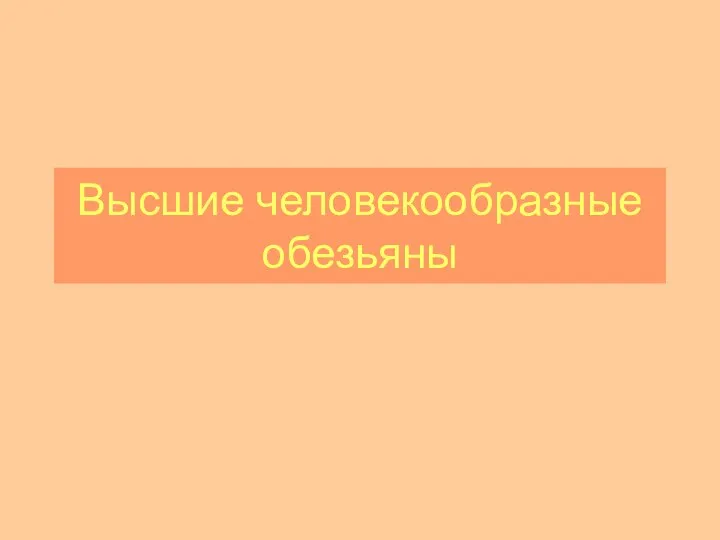 Высшие человекообразные обезьяны