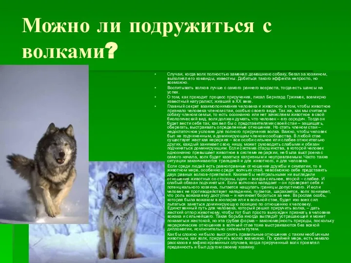 Можно ли подружиться с волками? Случаи, когда волк полностью заменял домашнюю