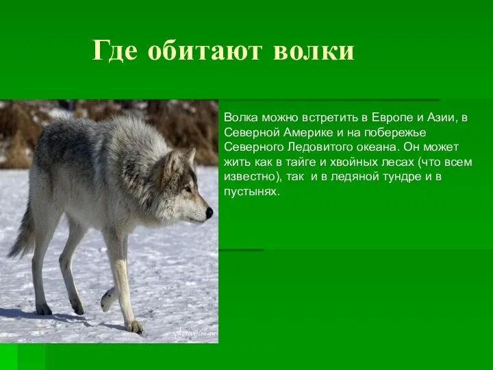 Где обитают волки Волка можно встретить в Европе и Азии, в