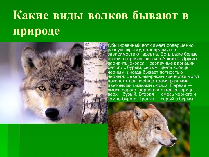 Какие виды волков бывают в природе Обыкновенный волк имеет совершенно разную