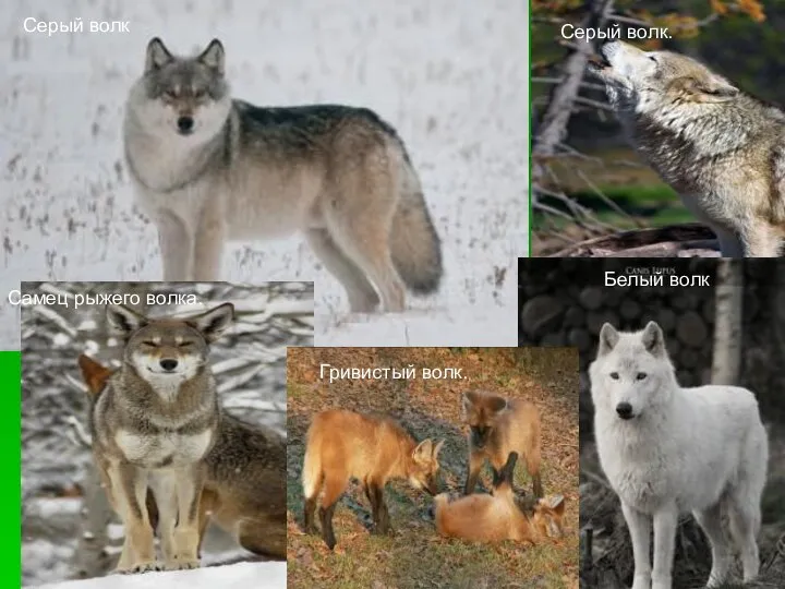 Гривистый волк. Гривистый волк. Белый волк Самец рыжего волка. Серый волк Серый волк.