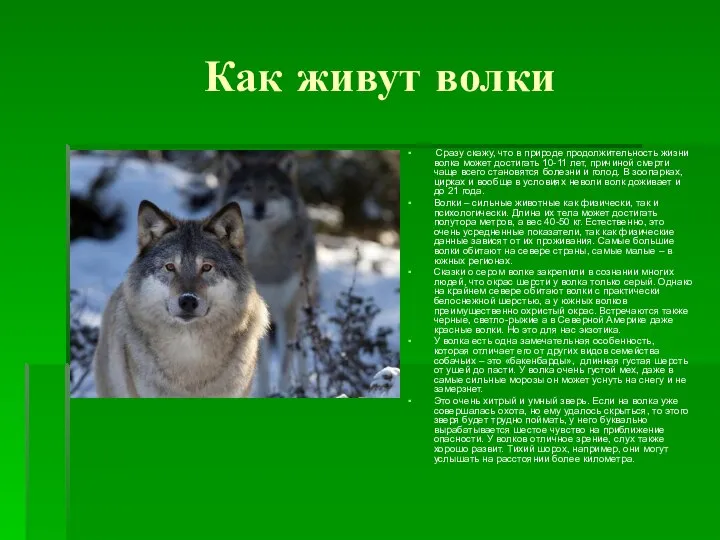 Как живут волки Сразу скажу, что в природе продолжительность жизни волка