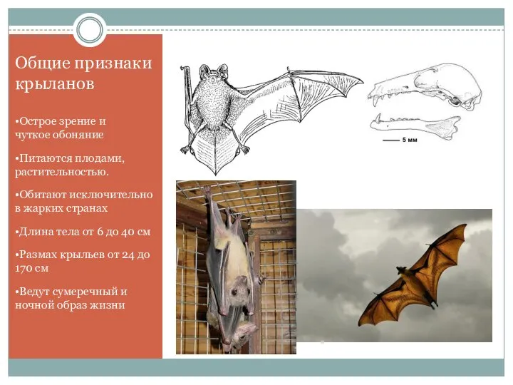 Общие признаки крыланов •Острое зрение и чуткое обоняние •Питаются плодами, растительностью.