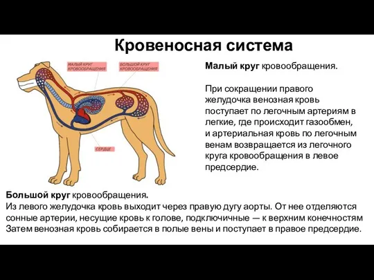 Малый круг кровообращения. При сокращении правого желудочка венозная кровь поступает по