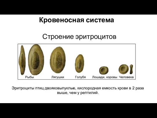 Кровеносная система Строение эритроцитов Эритроциты птиц двояковыпуклые, кислородная емкость крови в