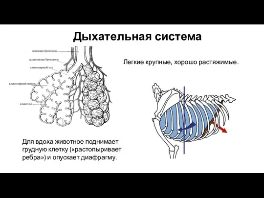 Дыхательная система Легкие крупные, хорошо растяжимые. Для вдоха животное поднимает грудную