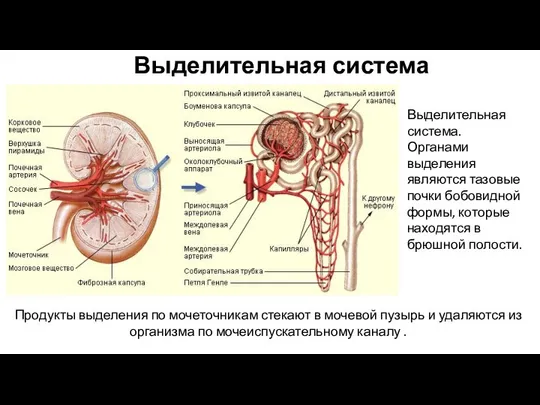 Выделительная система Выделительная система. Органами выделения являются тазовые почки бобовидной формы,