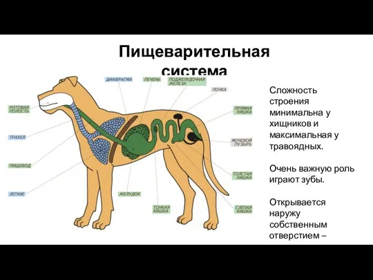 Пищеварительная система Сложность строения минимальна у хищников и максимальная у травоядных.