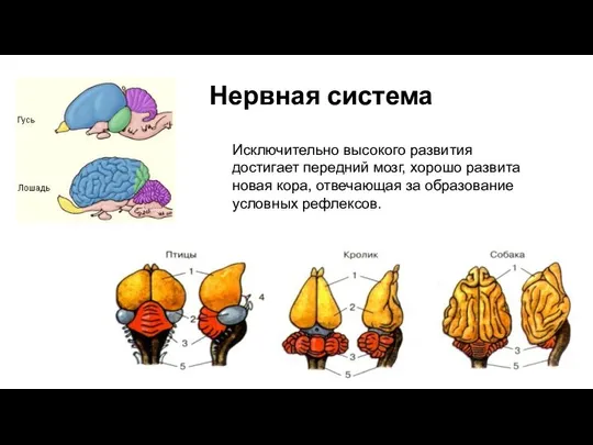 Исключительно высокого развития достигает передний мозг, хорошо развита новая кора, отвечающая