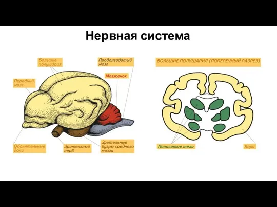 Нервная система