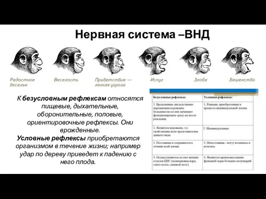 Нервная система –ВНД К безусловным рефлексам относятся пищевые, дыхательные, оборонительные, половые,