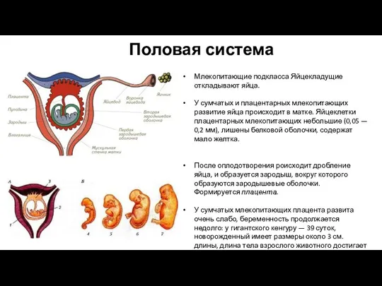 Млекопитающие подкласса Яйцекладущие откладывают яйца. У сумчатых и плацентарных млекопитающих развитие