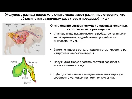 Очень сложно устроен желудок у жвачных копытных – состоит из четырех