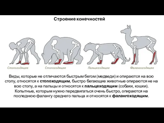 Строение конечностей Виды, которые не отличаются быстрым бегом (медведи) и опираются