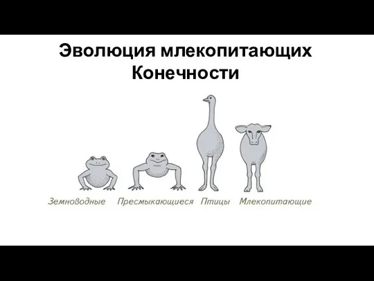 Эволюция млекопитающих Конечности