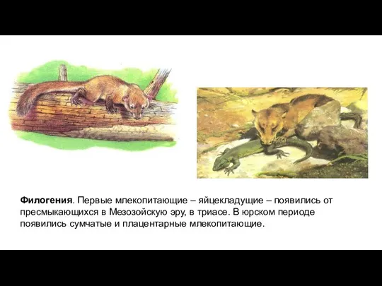 Филогения. Первые млекопитающие – яйцекладущие – появились от пресмыкающихся в Мезозойскую