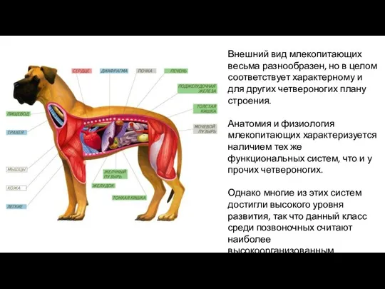 Внешний вид млекопитающих весьма разнообразен, но в целом соответствует характерному и