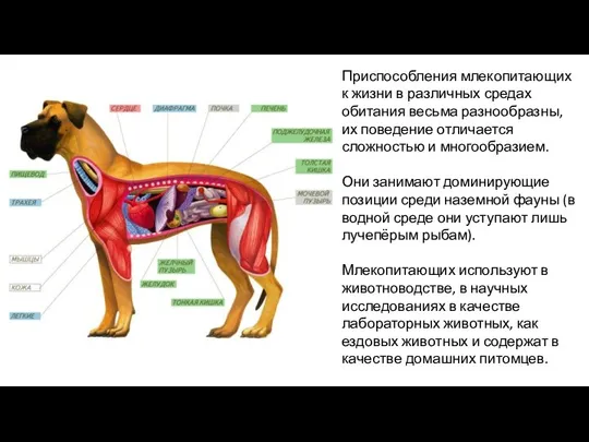 Приспособления млекопитающих к жизни в различных средах обитания весьма разнообразны, их