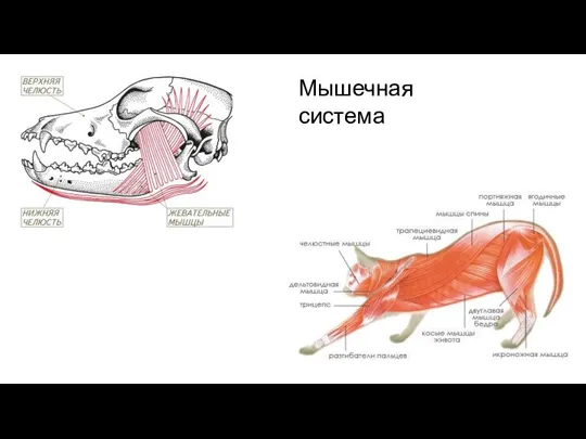 Мышечная система