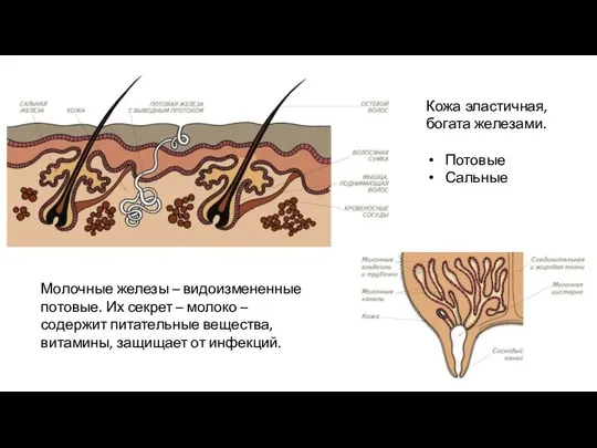 Кожа эластичная, богата железами. Потовые Сальные Молочные железы – видоизмененные потовые.