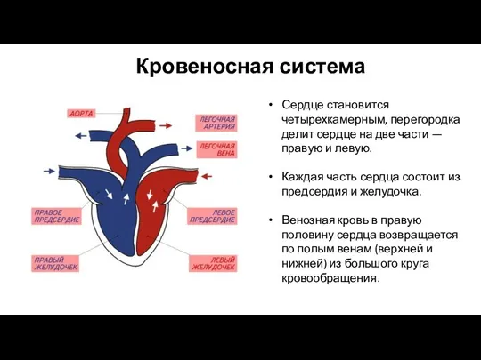 Сердце становится четырехкамерным, перегородка делит сердце на две части — правую