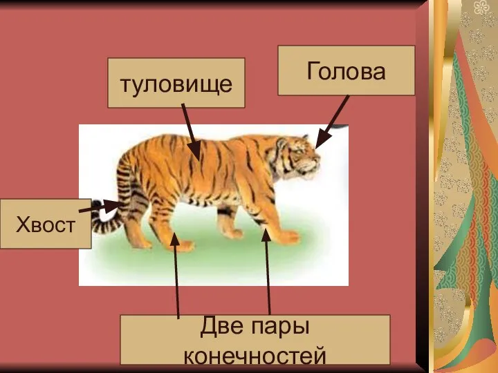 Голова туловище Хвост Две пары конечностей