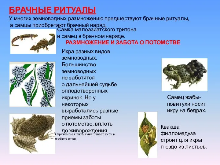 БРАЧНЫЕ РИТУАЛЫ У многих земноводных размножению предшествуют брачные ритуалы, а самцы